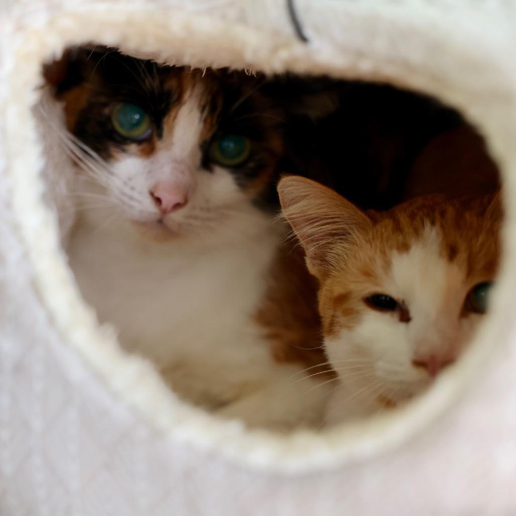 Newbie T2, a Adoptable Domestic Short Hair in Pahoa, HI image 3/3