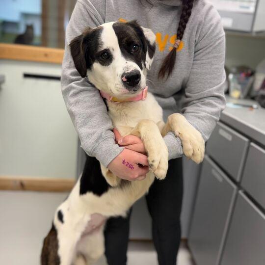 Enlarge Rammi, a Adoptable mixed breed in Driggs, ID image 5/6