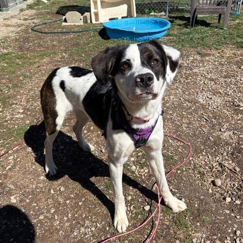 Enlarge Rammi, a Adoptable mixed breed in Driggs, ID image 3/6