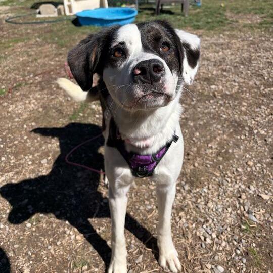Enlarge Rammi, a Adoptable mixed breed in Driggs, ID image 1/6