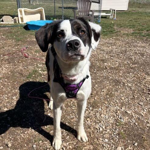 Enlarge Rammi, a Adoptable mixed breed in Driggs, ID image 2/6