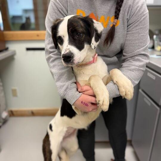 Enlarge Rammi, a Adoptable mixed breed in Driggs, ID image 6/6