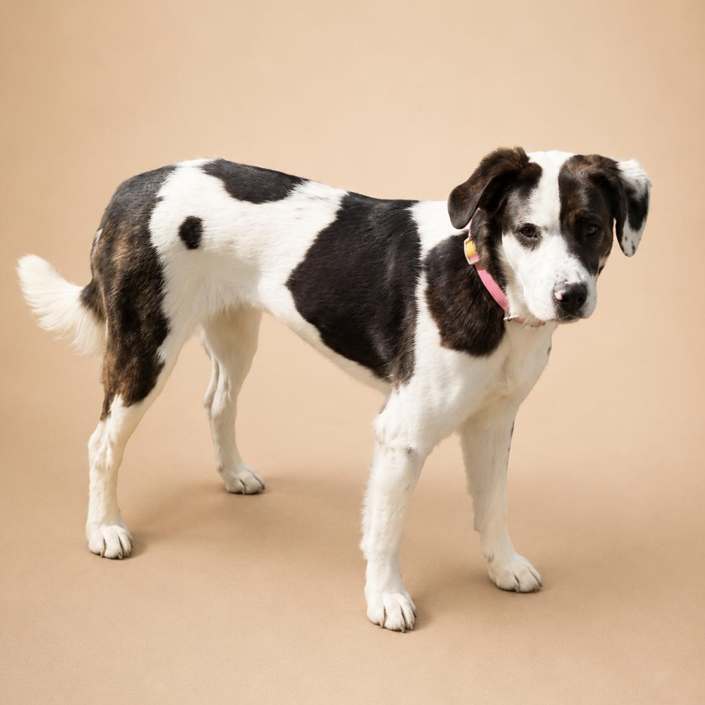 Enlarge Rammi, a Adoptable mixed breed in Driggs, ID image 3/6