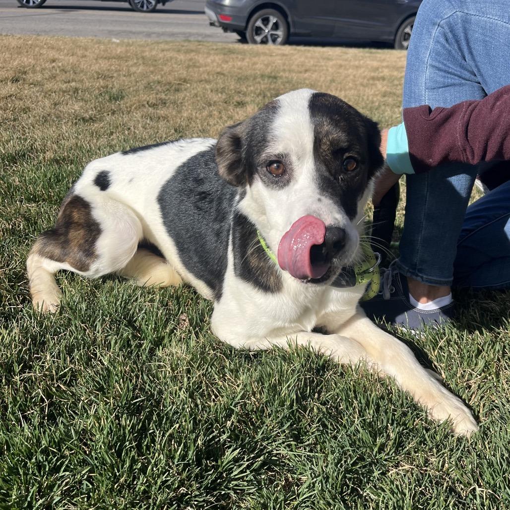 Enlarge Rammi, a Adoptable mixed breed in Driggs, ID image 4/6