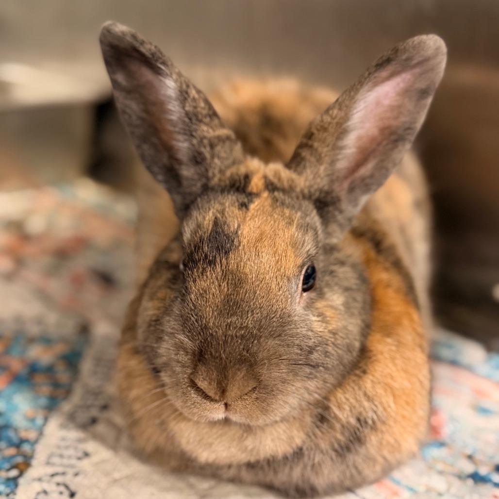 Enlarge Fudge, a Adoptable American in Colfax, NC image 1/2
