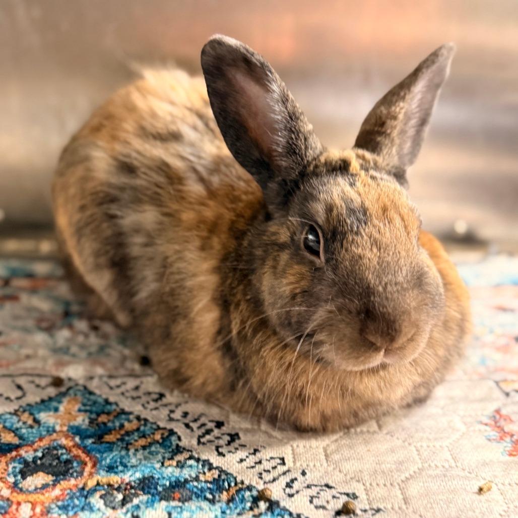 Enlarge Fudge, a Adoptable American in Colfax, NC image 2/2