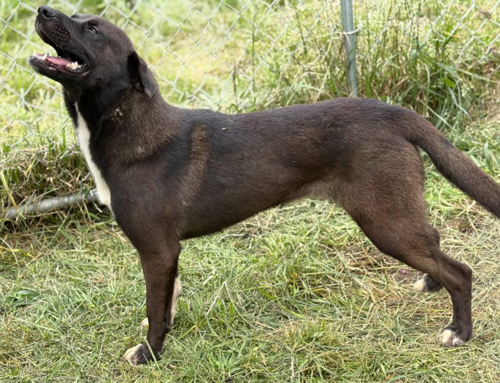 Enlarge Randa, a Adopted mixed breed in Hazard, KY image 5/5