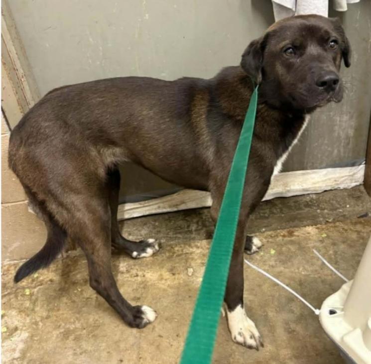 Enlarge Randa, a Adopted mixed breed in Hazard, KY image 1/5