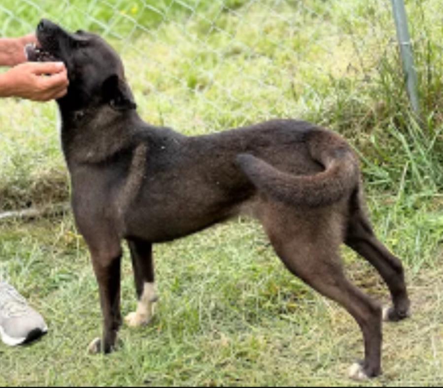 Enlarge Randa, a Adopted mixed breed in Hazard, KY image 3/5