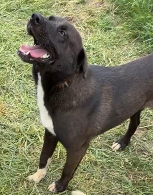 Enlarge Randa, a Adopted mixed breed in Hazard, KY image 2/5