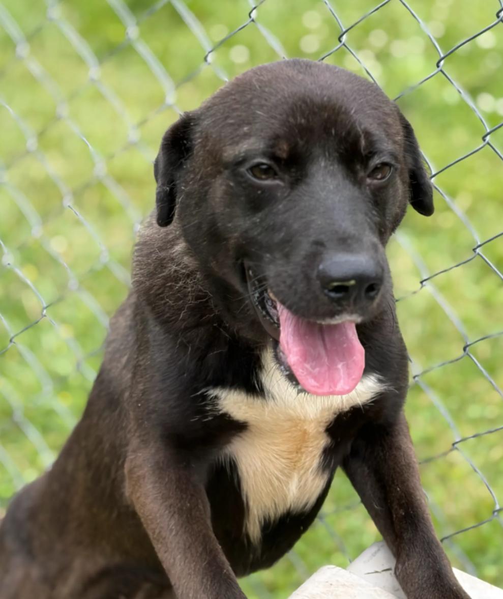 Enlarge Randa, a Adopted mixed breed in Hazard, KY image 4/5