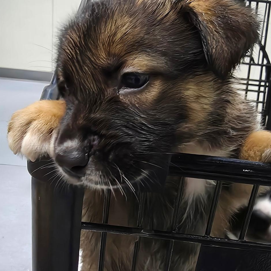 Enlarge BEAR, a Adoptable mixed breed in Murrieta, CA image 2/3