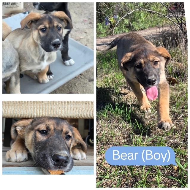 Enlarge BEAR, a Adoptable mixed breed in Murrieta, CA image 1/3