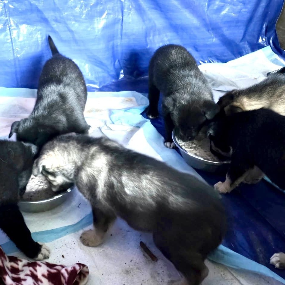 Enlarge BEAR, a Adoptable mixed breed in Murrieta, CA image 3/3