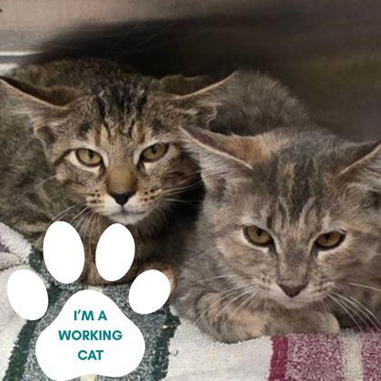 Tourmaline, ADOPTABLE, Young Female Domestic Short Hair.