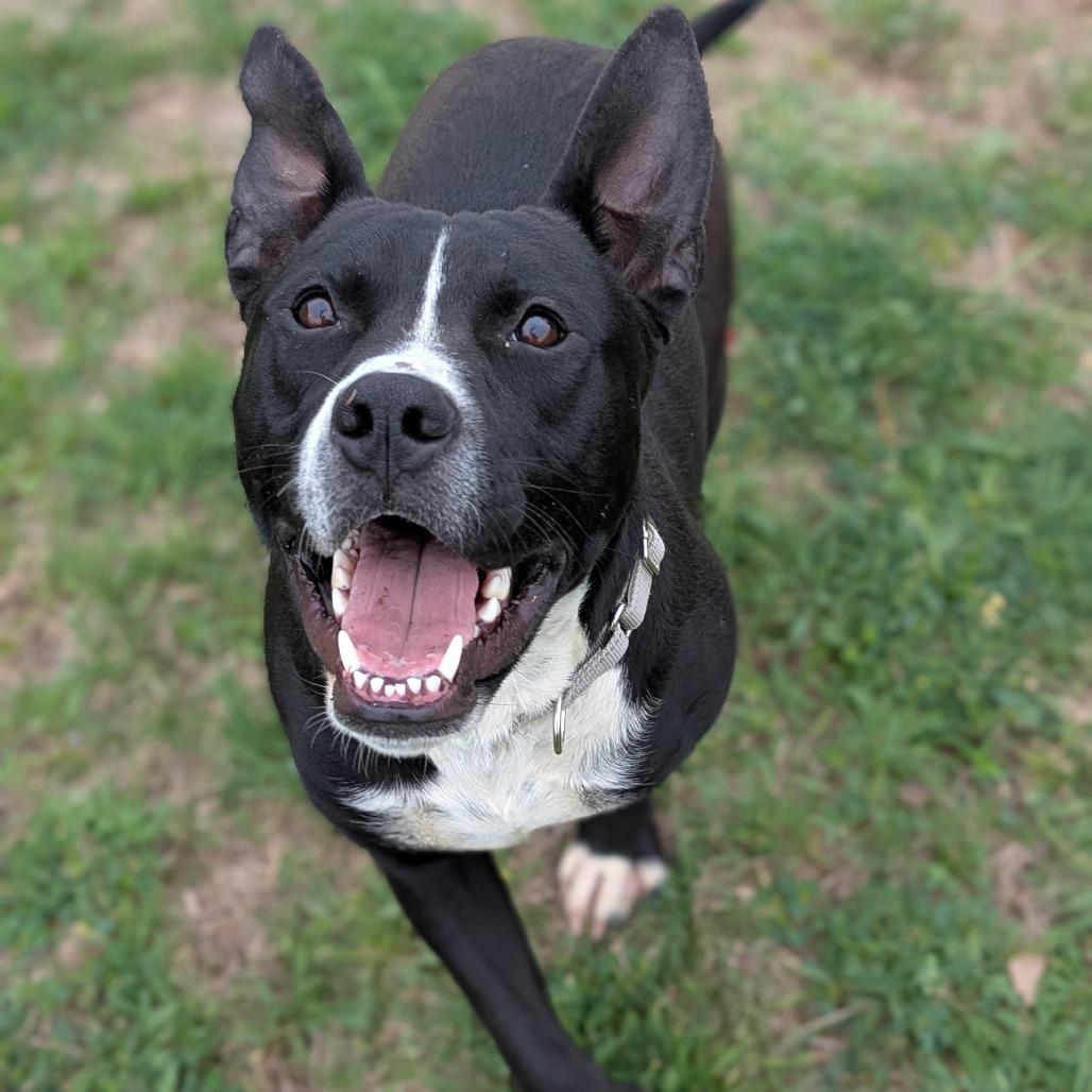 Bush, Adoptable, Adult Male American Staffordshire Terrier & Mixed Breed.