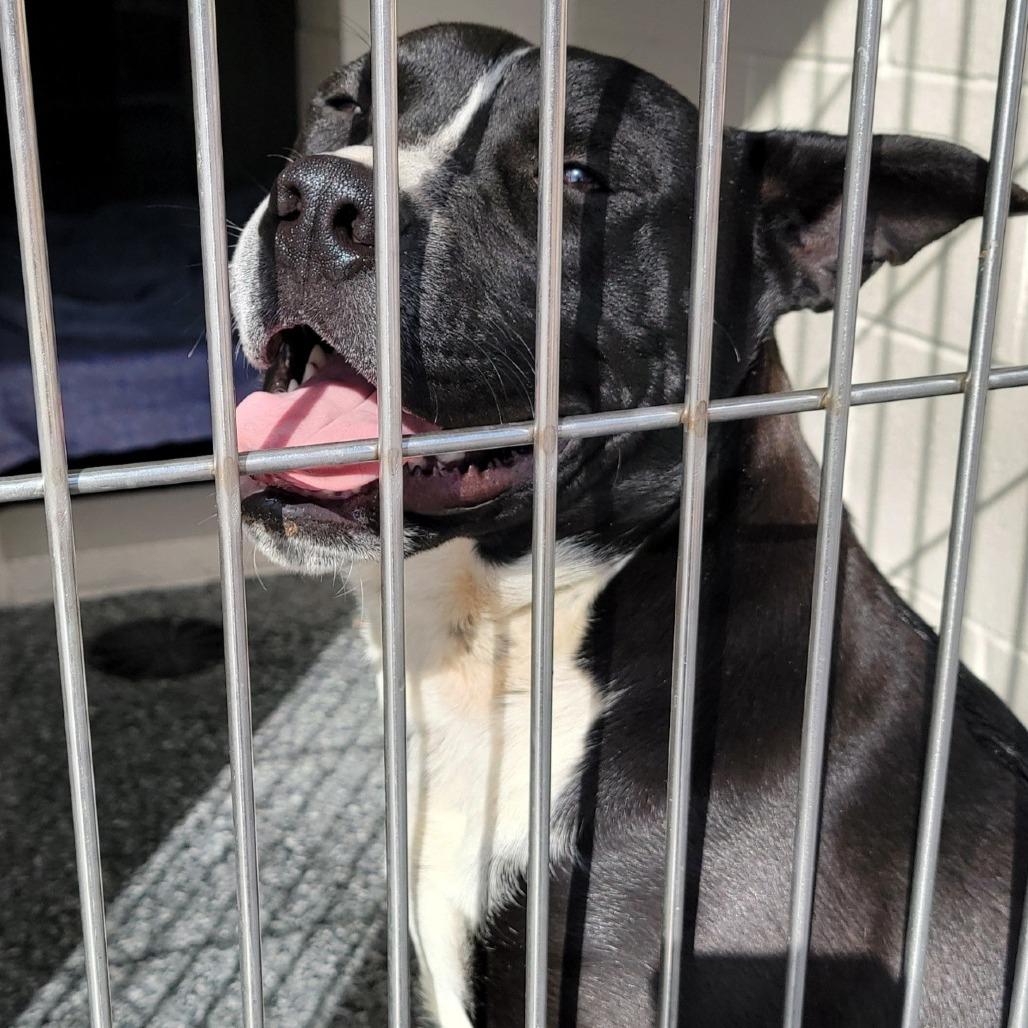 Bush, Adoptable, Adult Male American Staffordshire Terrier & Mixed Breed.