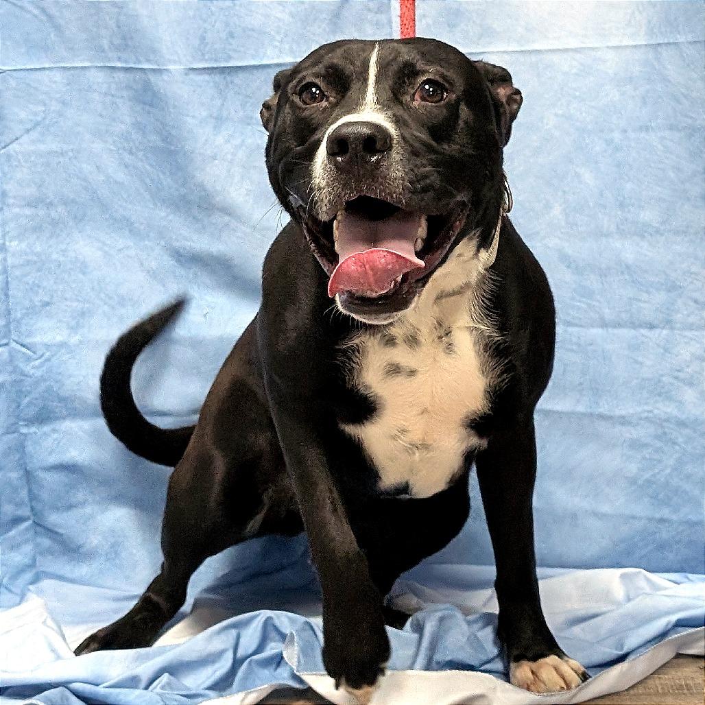 Enlarge Bush, a Adoptable mixed breed in Buchanan Dam, TX image 3/3