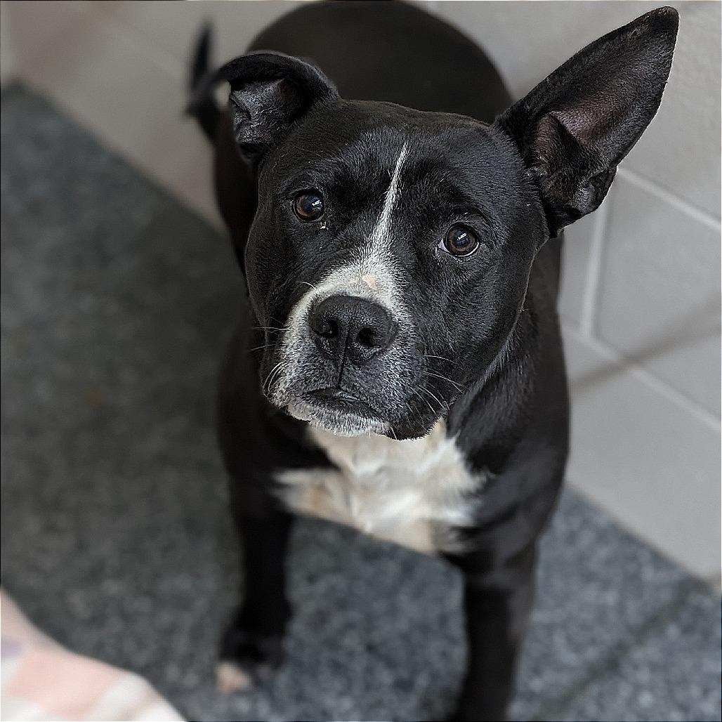 Enlarge Bush, a Adoptable mixed breed in Buchanan Dam, TX image 2/2