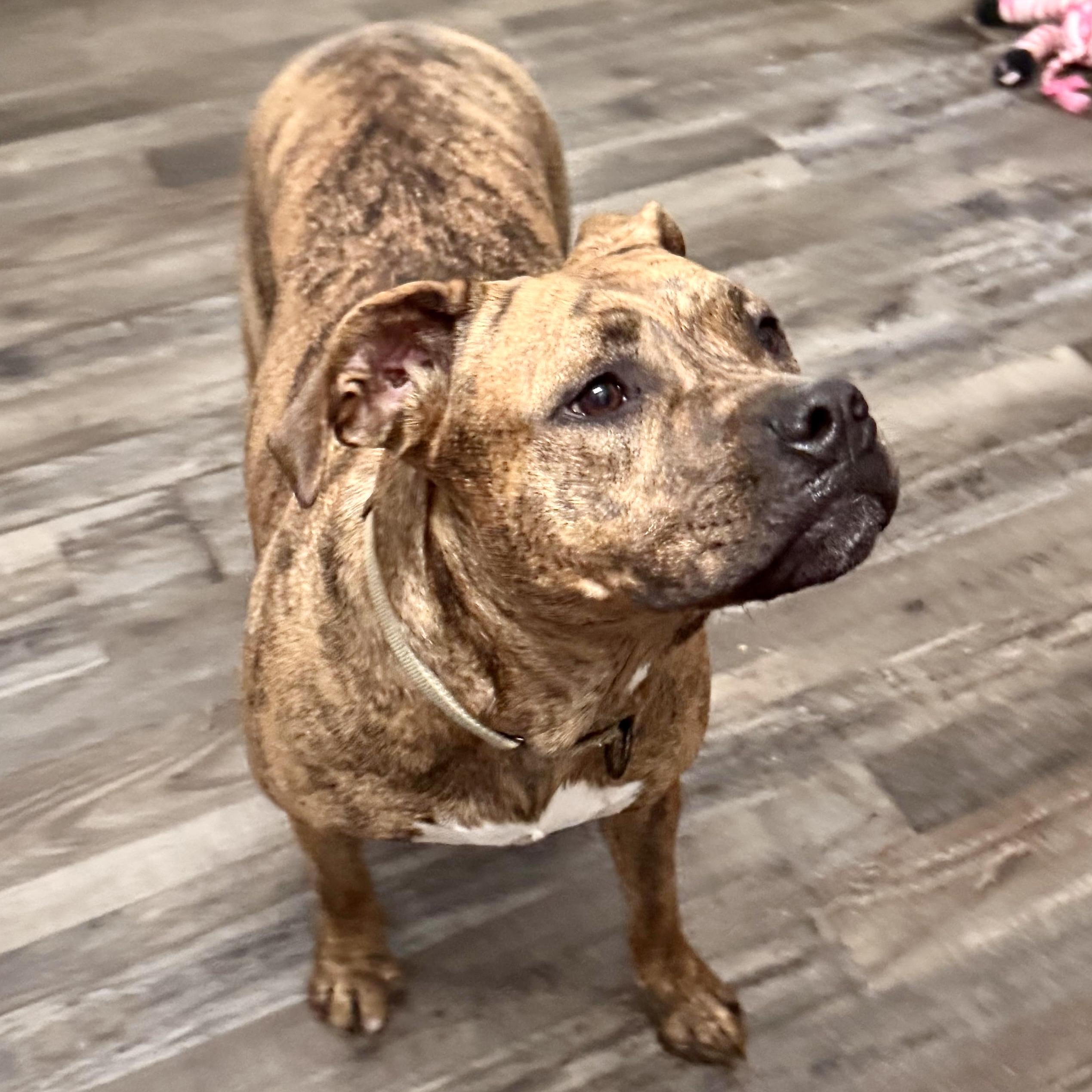 Enlarge River Leigh, a Adoptable mixed breed in Sequatchie, TN image 1/3