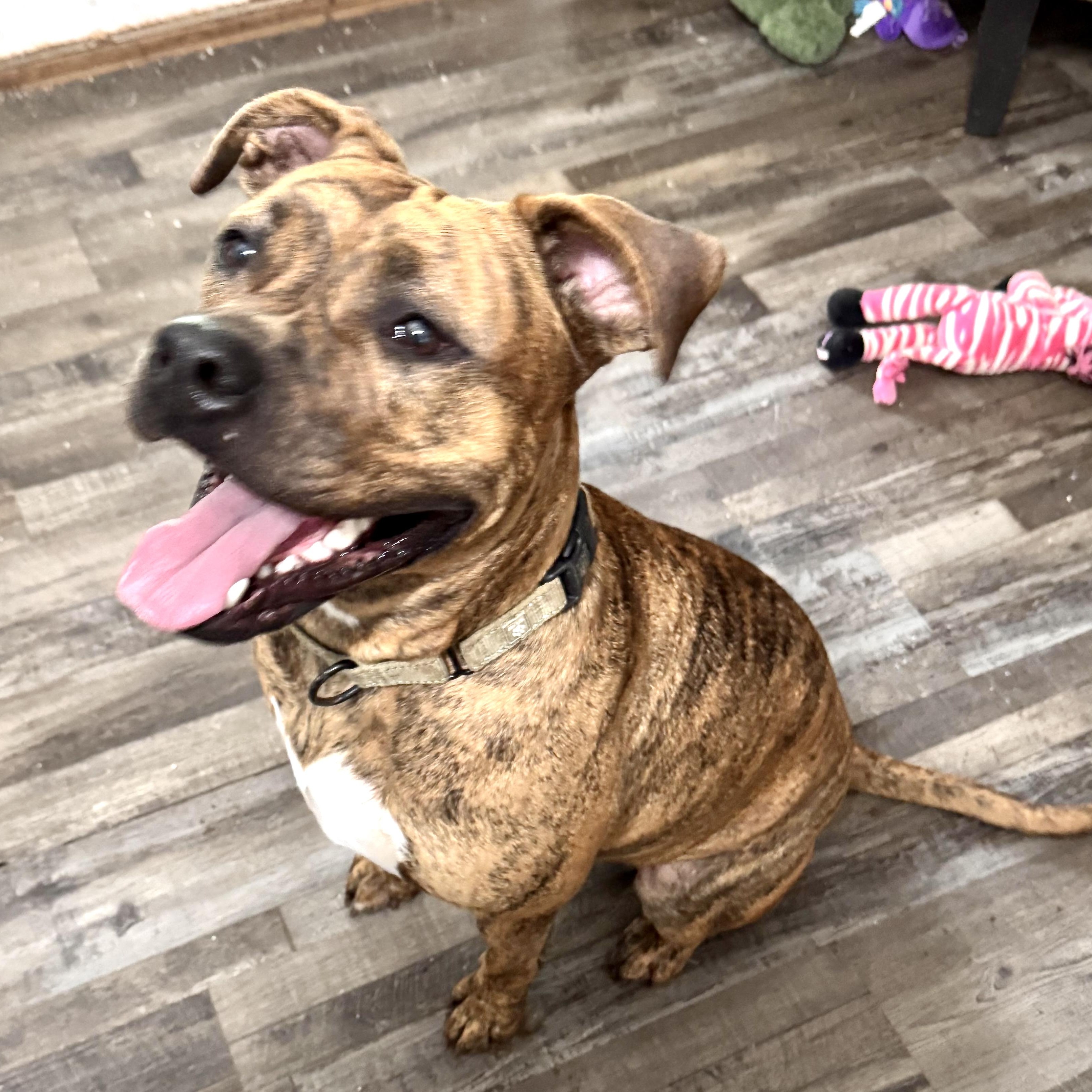 Enlarge River Leigh, a Adoptable mixed breed in Sequatchie, TN image 2/3