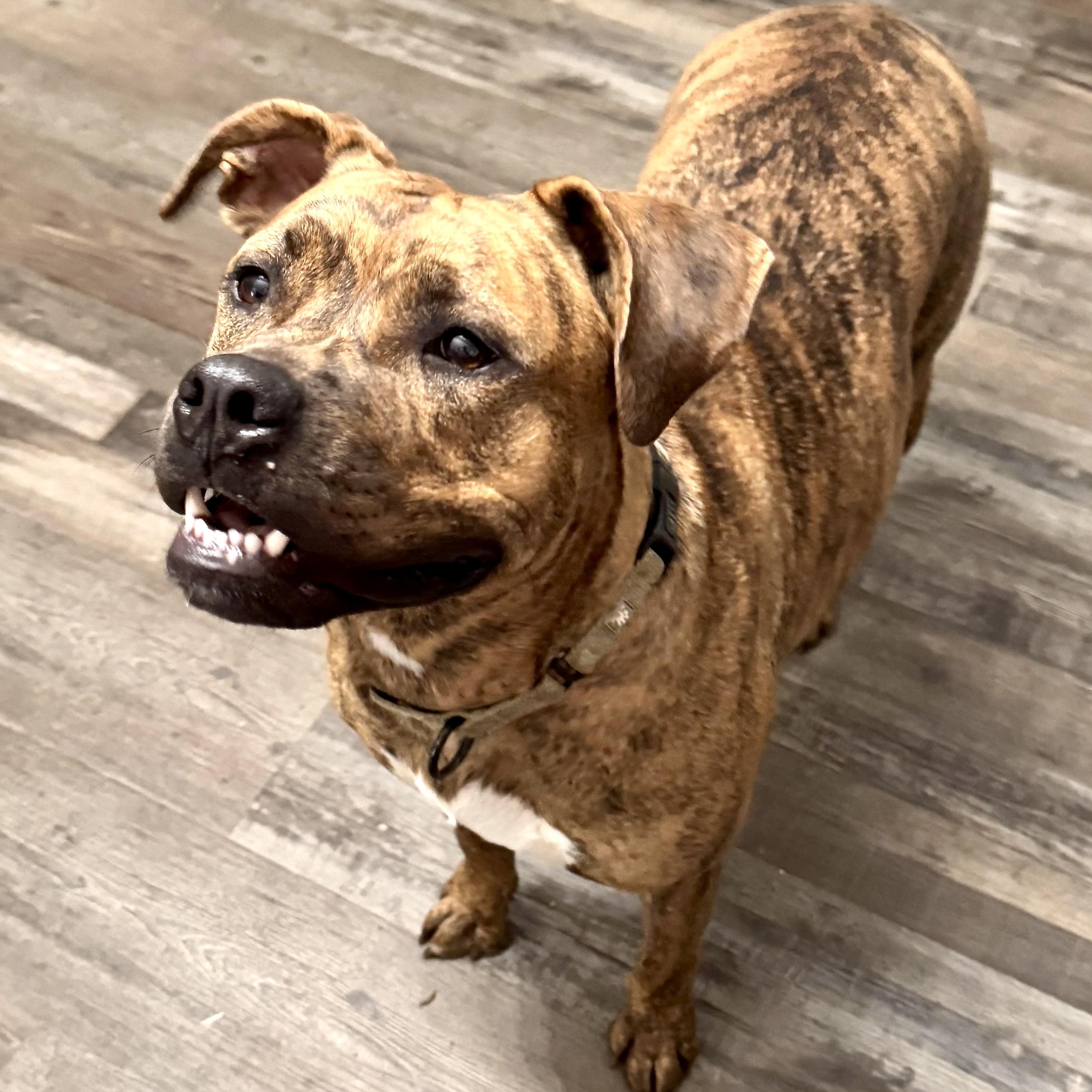 Enlarge River Leigh, a Adoptable mixed breed in Sequatchie, TN image 3/3