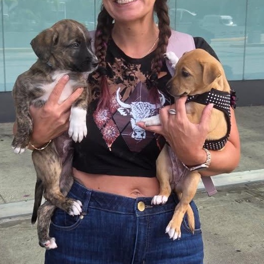 Enlarge Lolita - THe Whole Lota Love Pup, a Adoptable mixed breed in NORTH BERGEN, NJ image 3/4