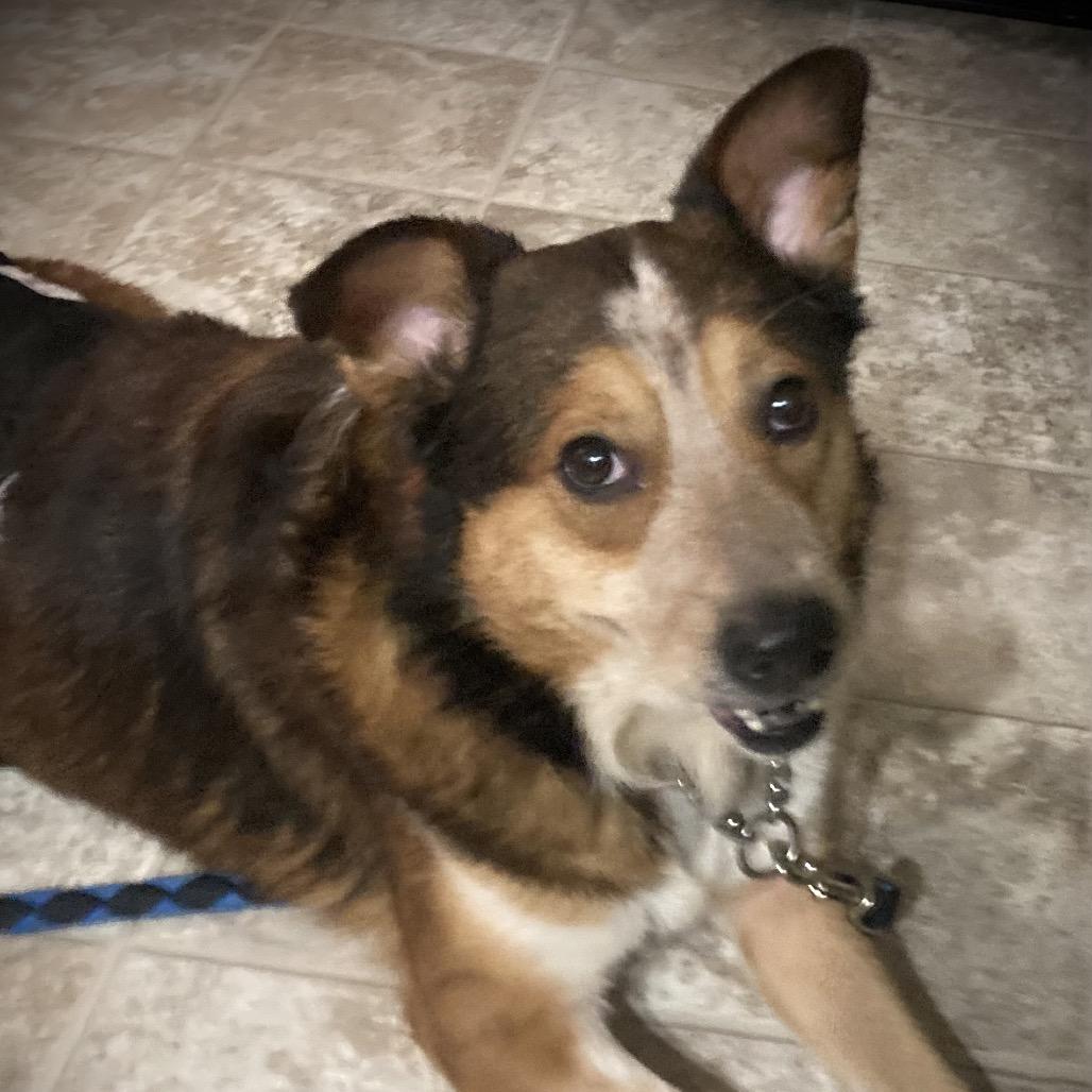 Dayne, ADOPTABLE, Adult Male Cattle Dog.