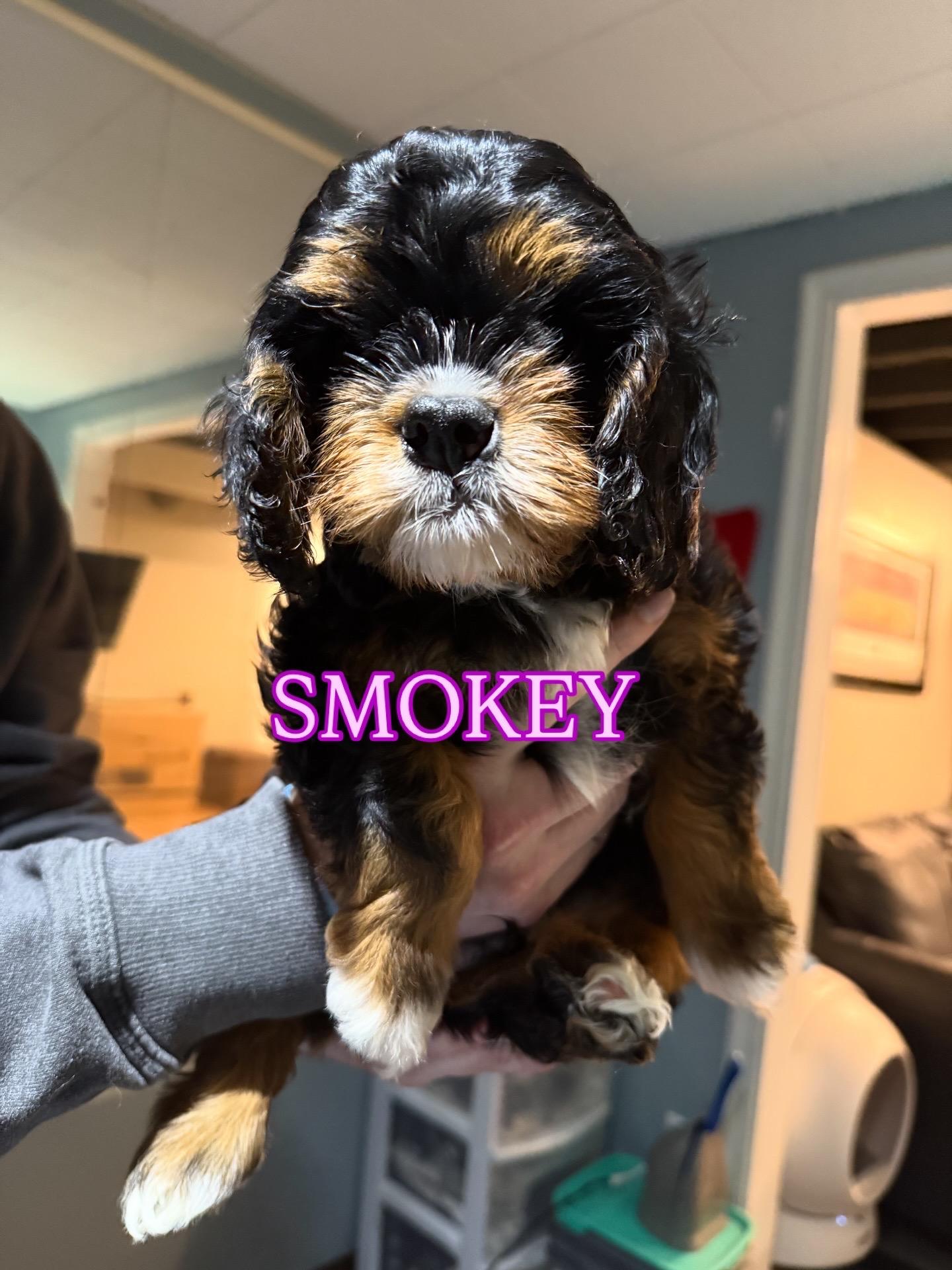 Smokey, an adoptable Cavapoo in Lyndhurst, OH, 44124 | Photo Image 1