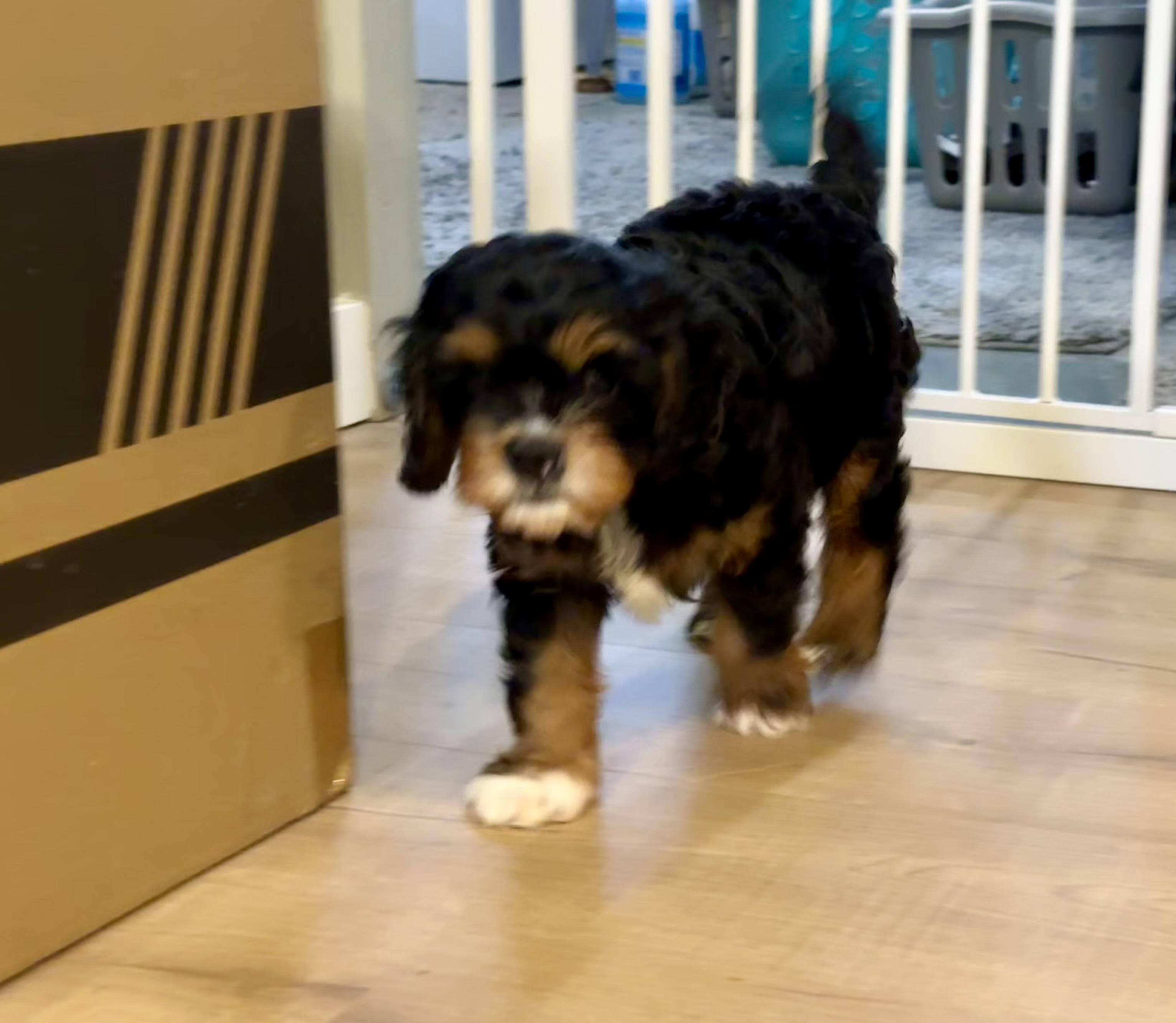 Smokey, an adoptable Cavapoo in Lyndhurst, OH, 44124 | Photo Image 3