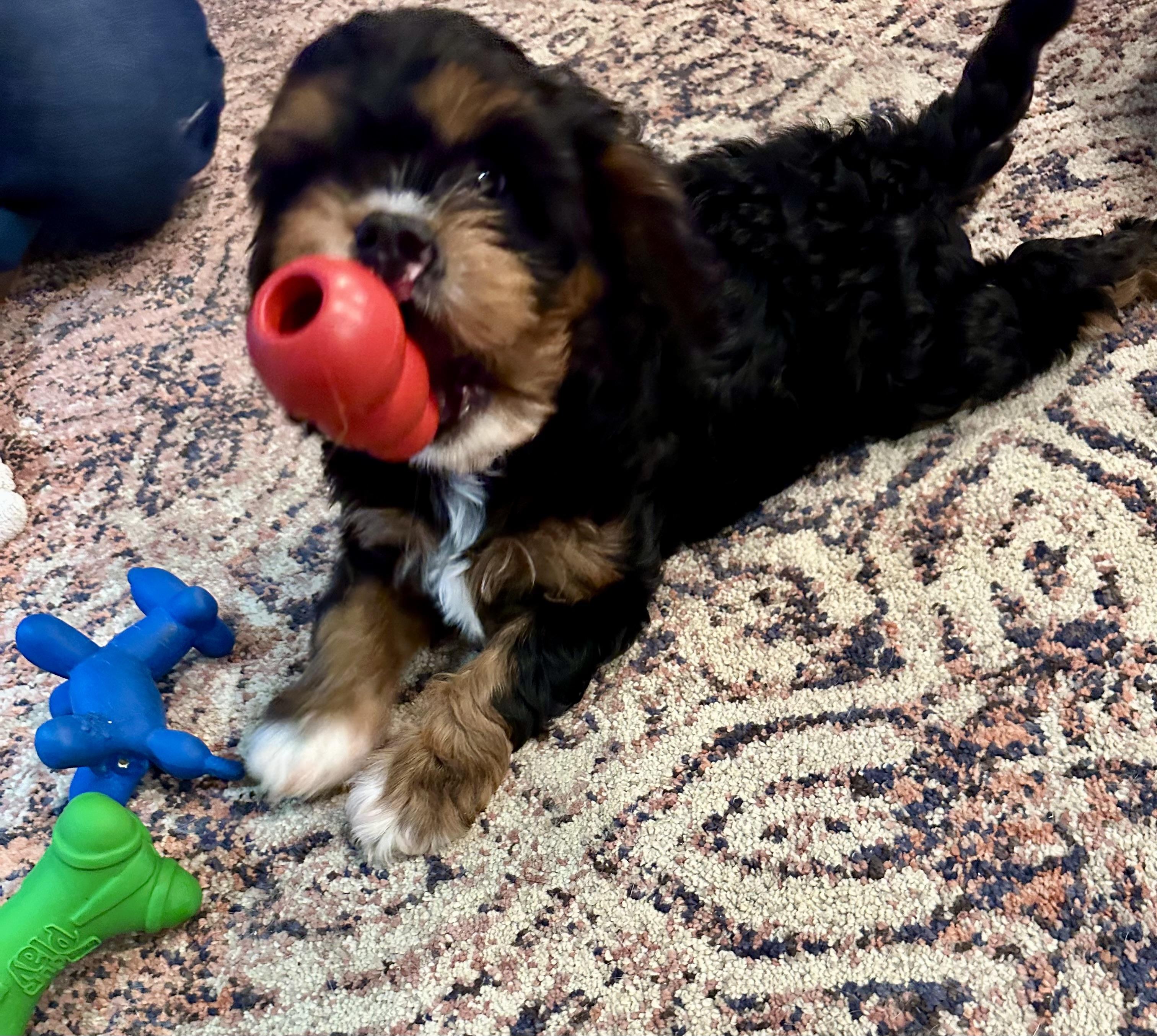 Smokey, an adoptable Cavapoo in Lyndhurst, OH, 44124 | Photo Image 2