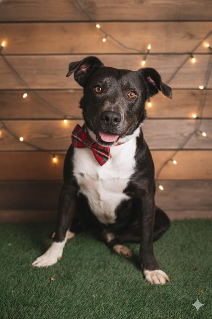 Dozer, Adoptable, Adult Male Terrier.