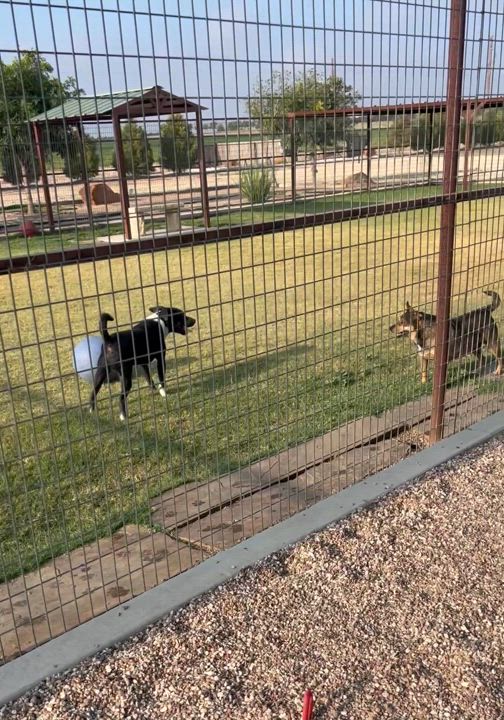 Enlarge Dozer, a Adoptable mixed breed in Lubbock, TX video 4/6