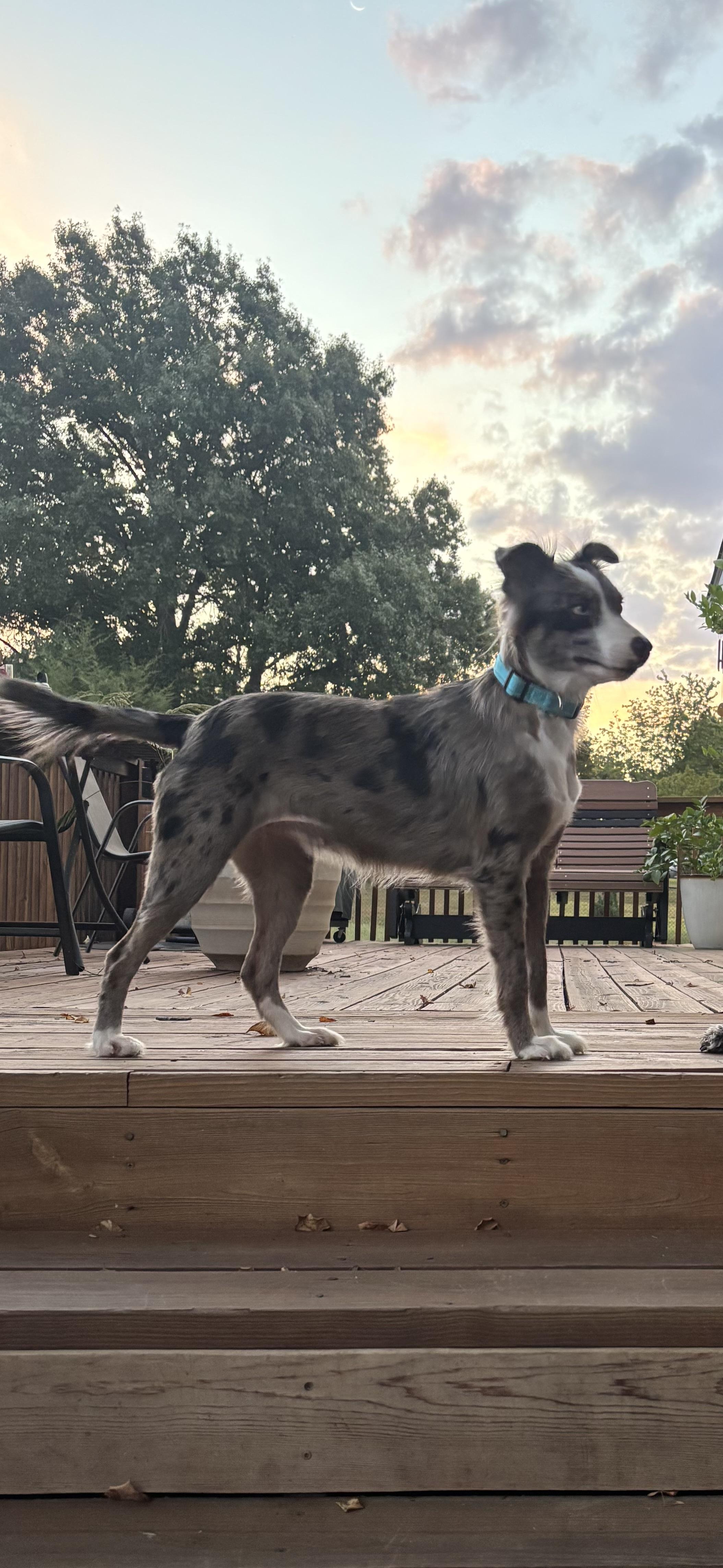 Allie, Adoptable, Adult Female Australian Shepherd.