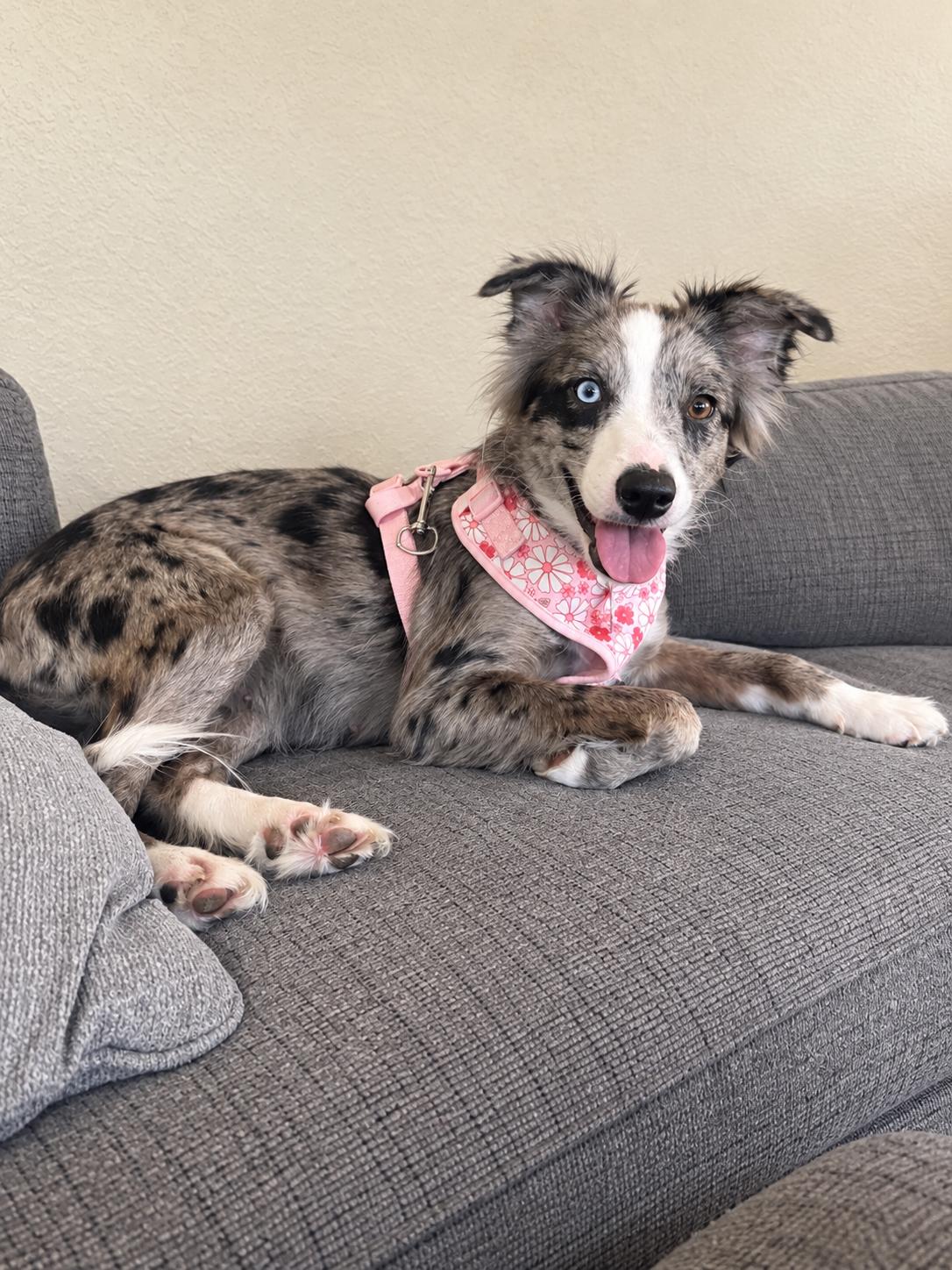 Enlarge Allie, a Adoptable mixed breed in Mexico, MO image 2/3