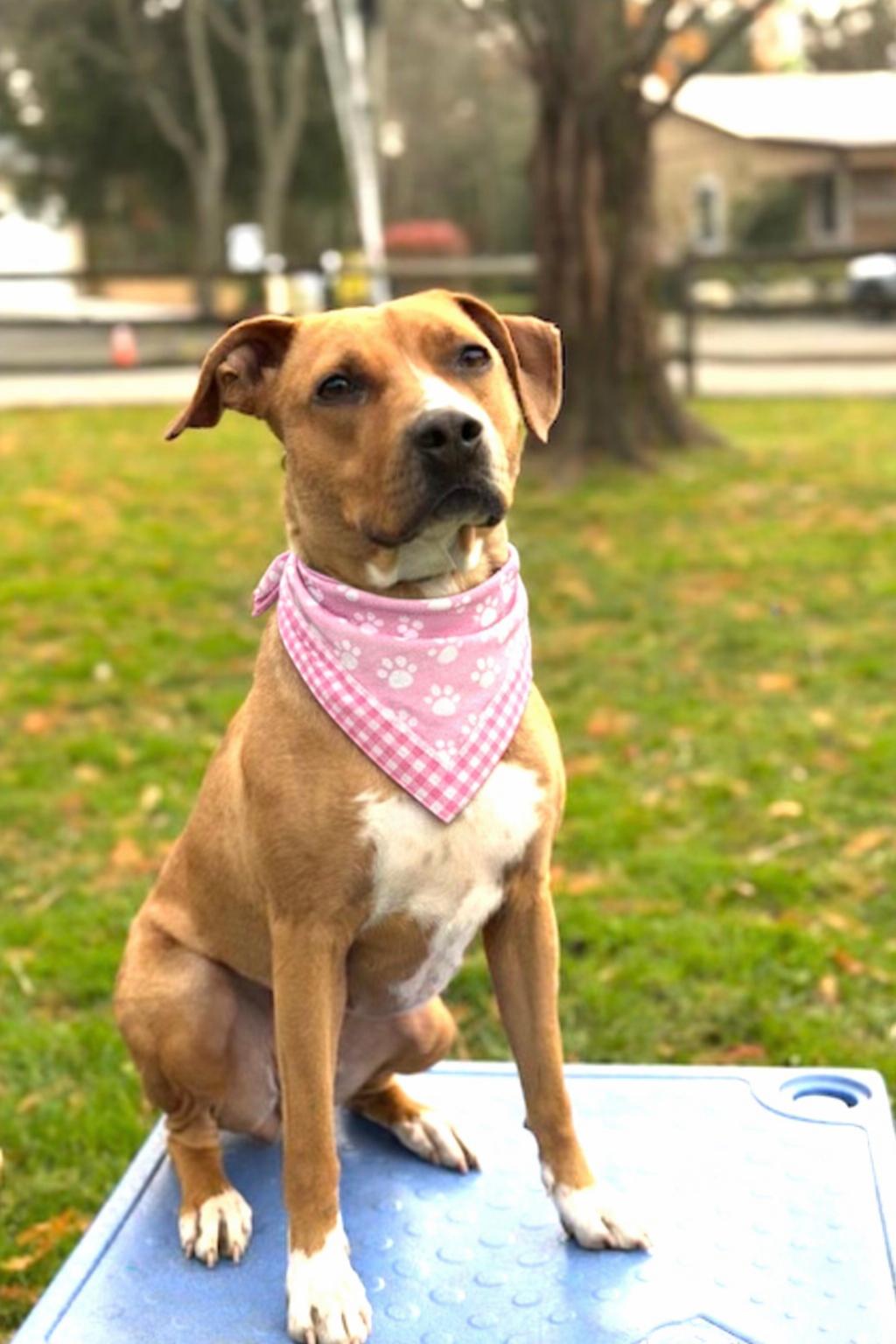 Clover, Adoptable, Young Female Yellow Labrador Retriever.