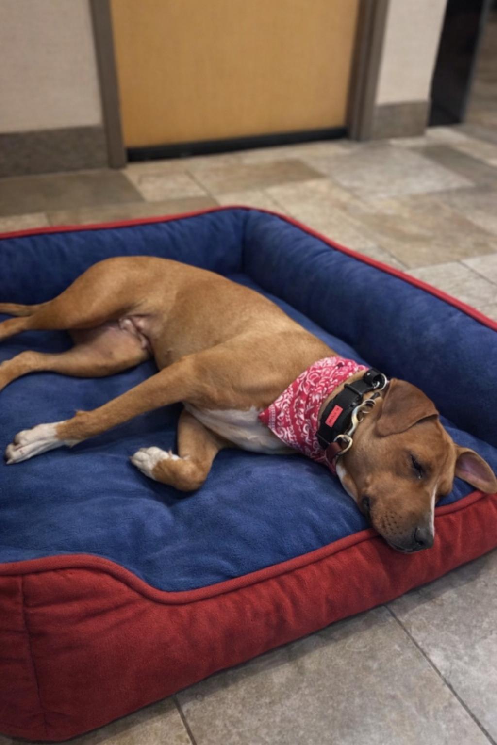 Enlarge Clover, a Adoptable Yellow Labrador Retriever in Mount Laurel, NJ image 3/3
