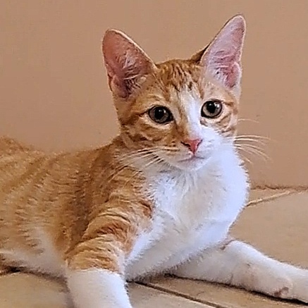 Mousetail, Adopted, Kitten Female Domestic Short Hair.