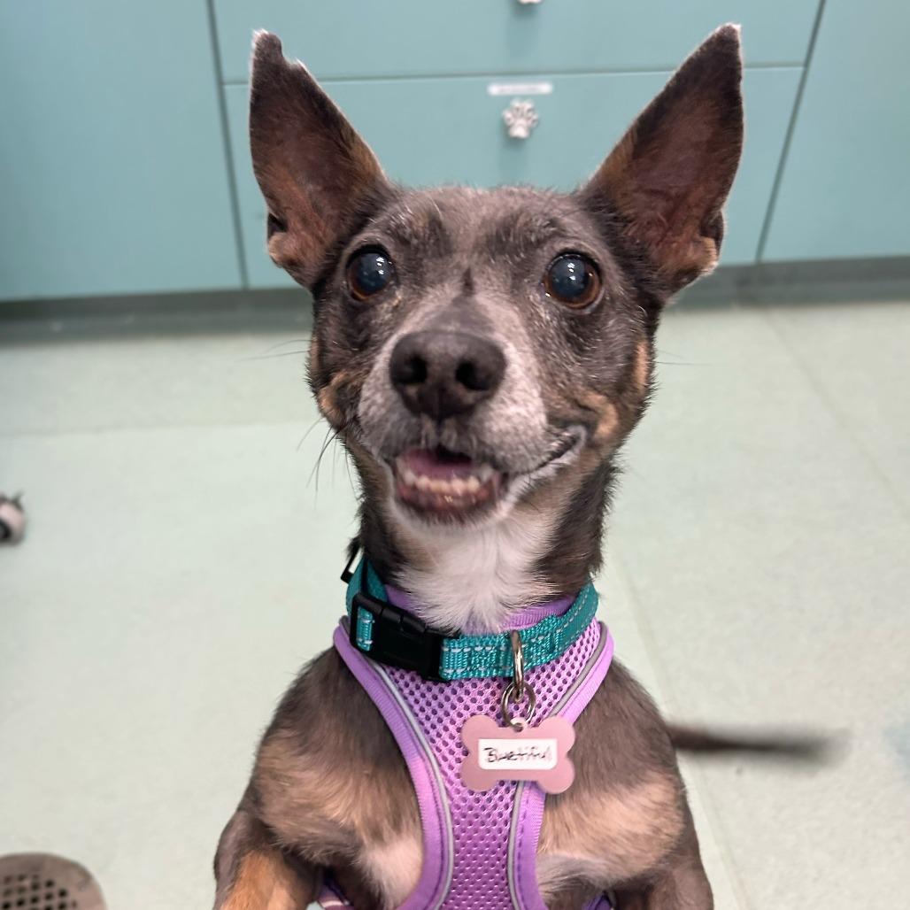 Bluetiful 14205, Adoptable, Senior Female Chihuahua.