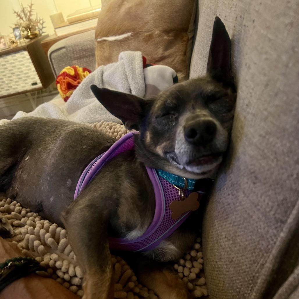 Bluetiful 14205, a Adoptable Chihuahua in San Francisco, CA image 2/6