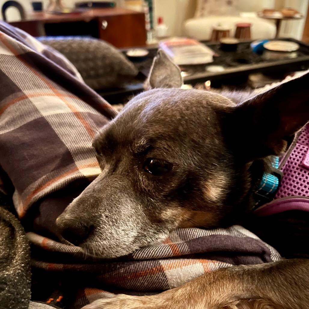 Bluetiful 14205, a Adoptable Chihuahua in San Francisco, CA image 3/6