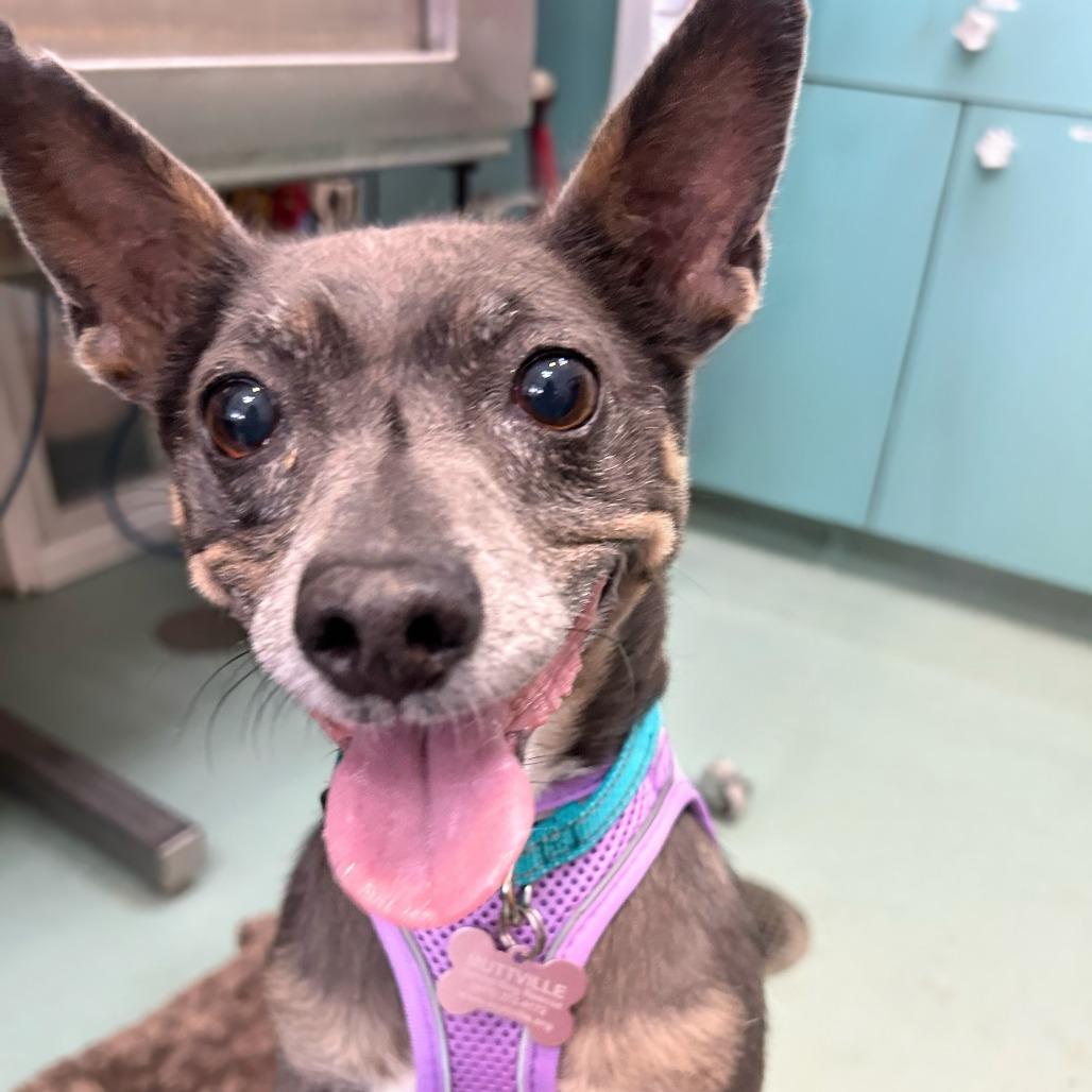 Bluetiful 14205, a Adoptable Chihuahua in San Francisco, CA image 4/6