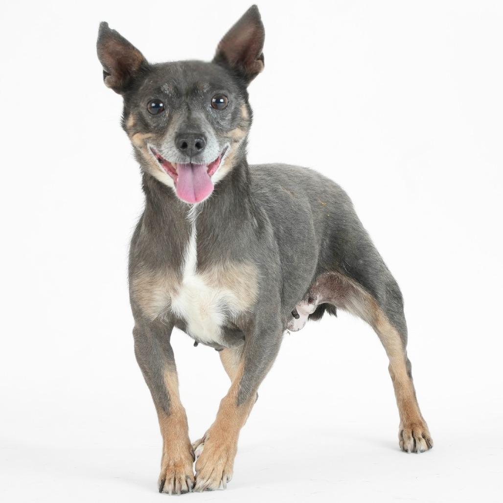 Bluetiful 14205, a Adoptable Chihuahua in San Francisco, CA image 5/6