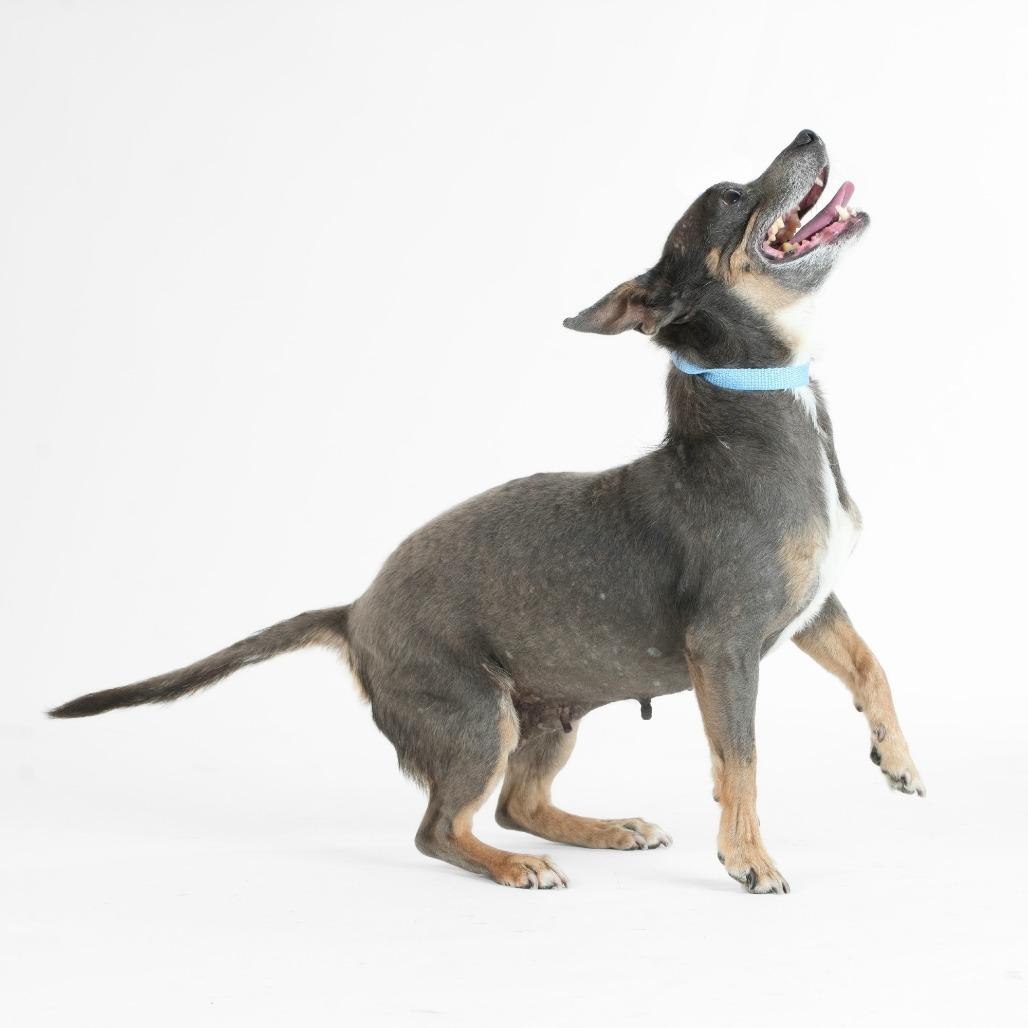 Bluetiful 14205, a Adoptable Chihuahua in San Francisco, CA image 6/6