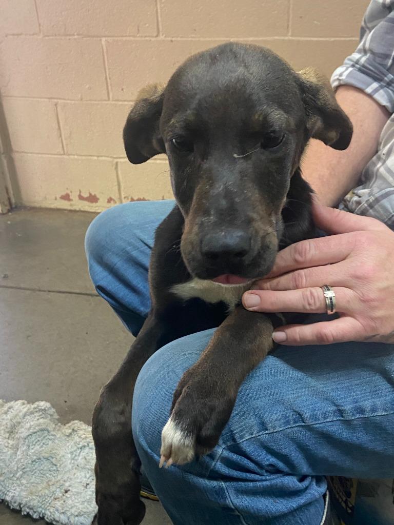 Sebastain, Adoptable, Puppy Male Labrador Retriever.