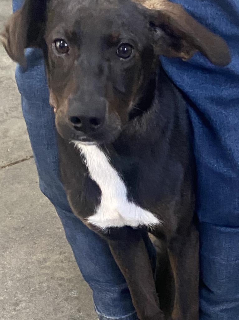 Enlarge Sebastain, a Adoptable Labrador Retriever in Swainsboro, GA image 2/2