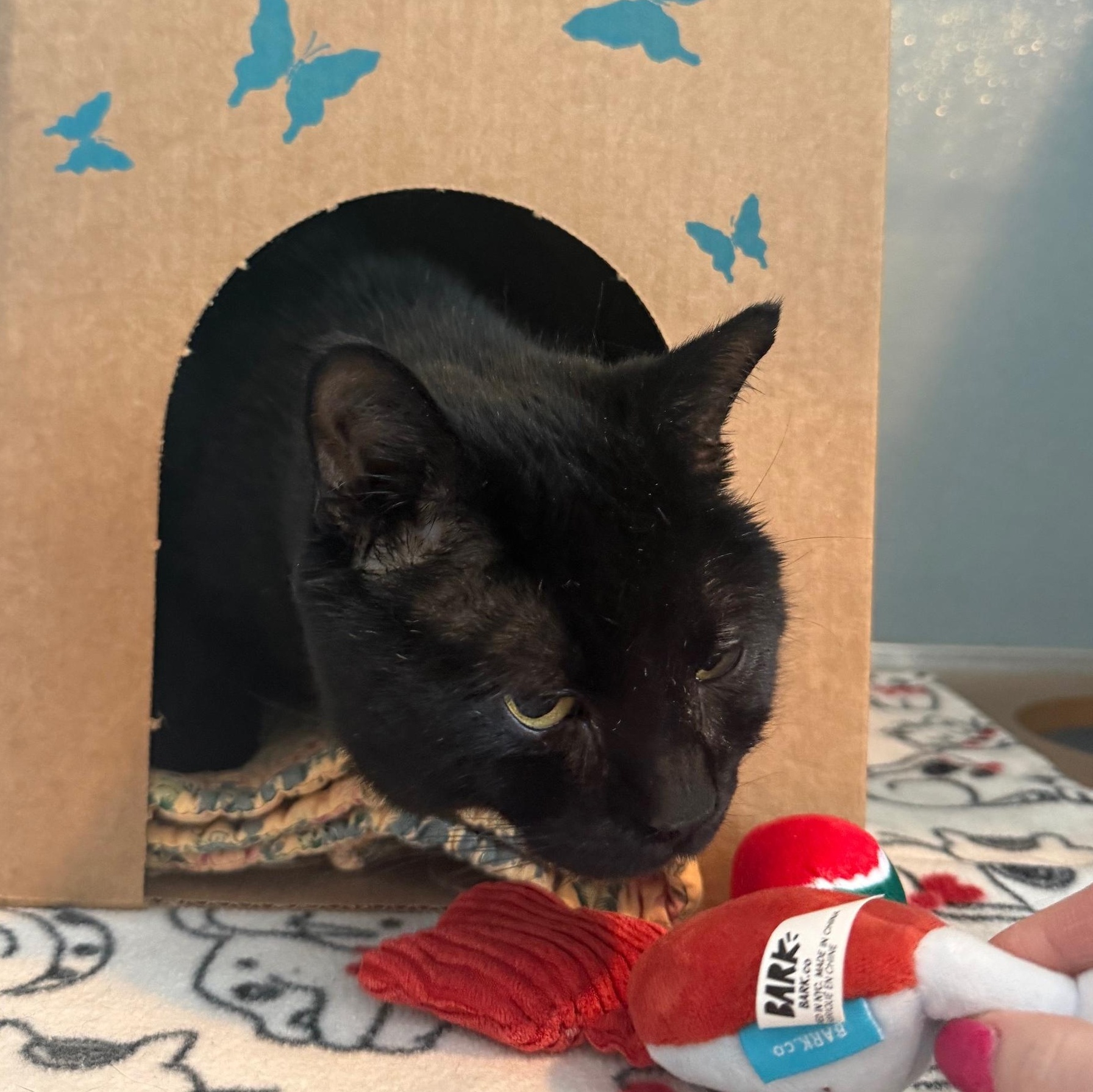 Enlarge Hammy, an adoptable Domestic Short Hair in Renfrew, PA image 3/5