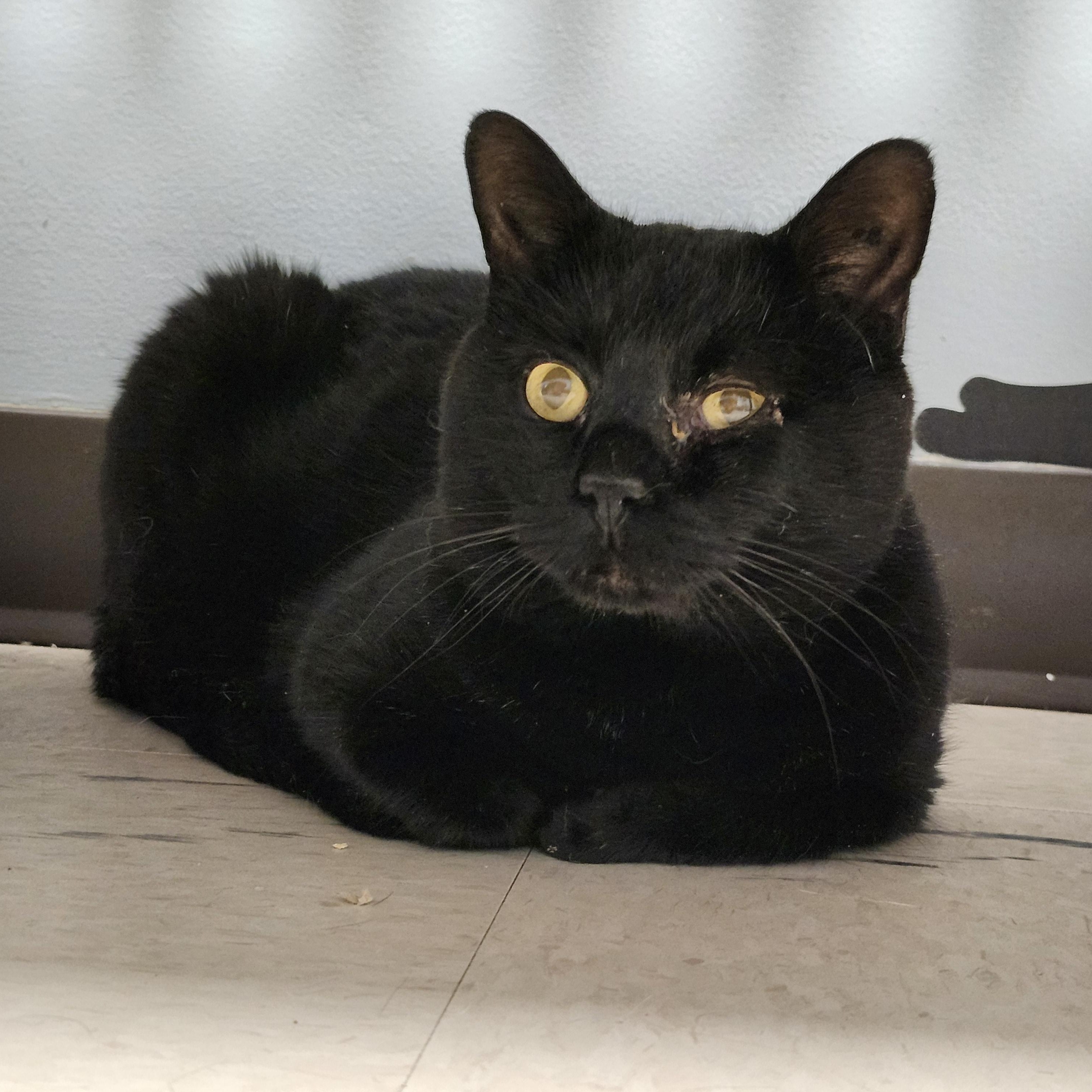 Enlarge Hammy, an adoptable Domestic Short Hair in Renfrew, PA image 5/5