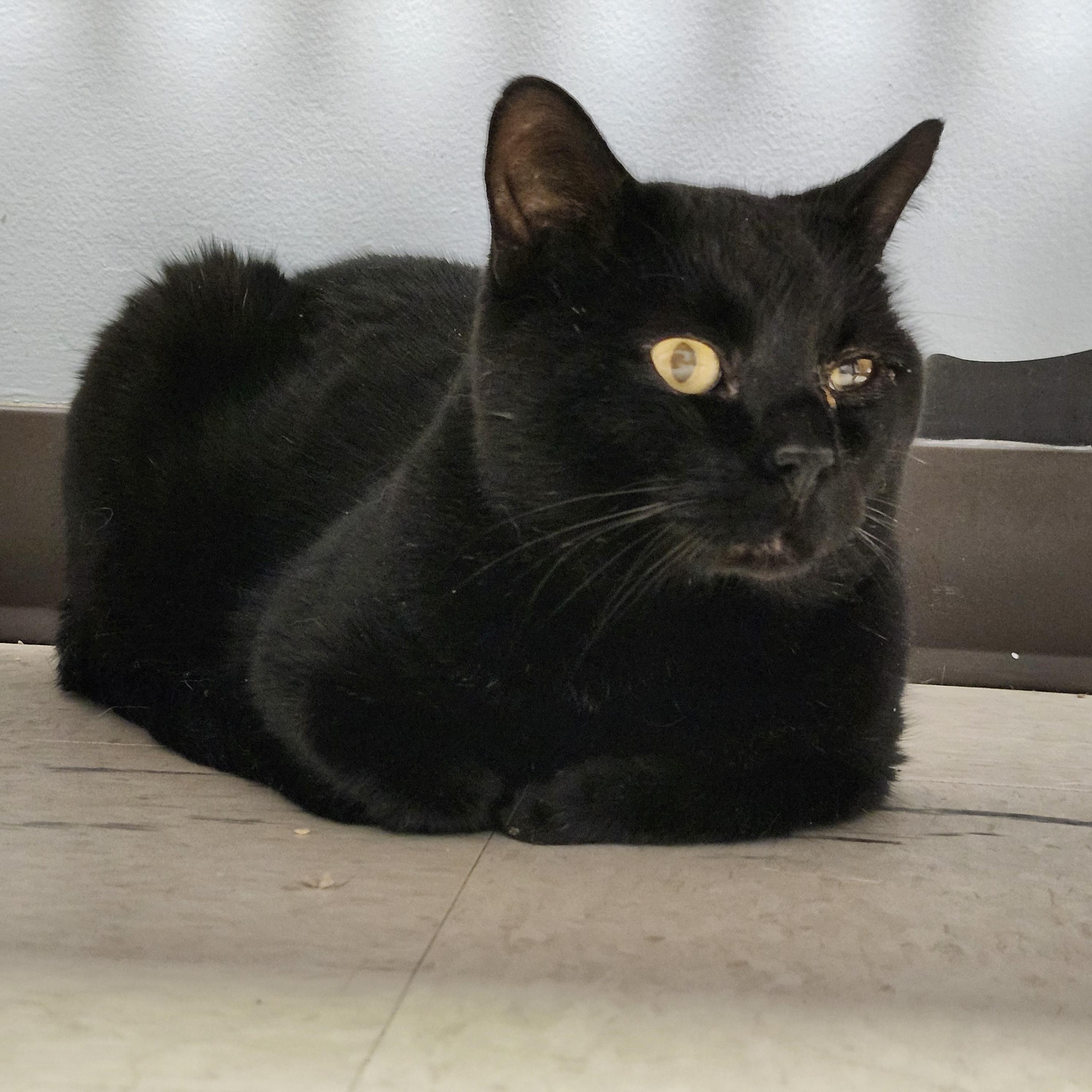 Enlarge Hammy, an adoptable Domestic Short Hair in Renfrew, PA image 4/5