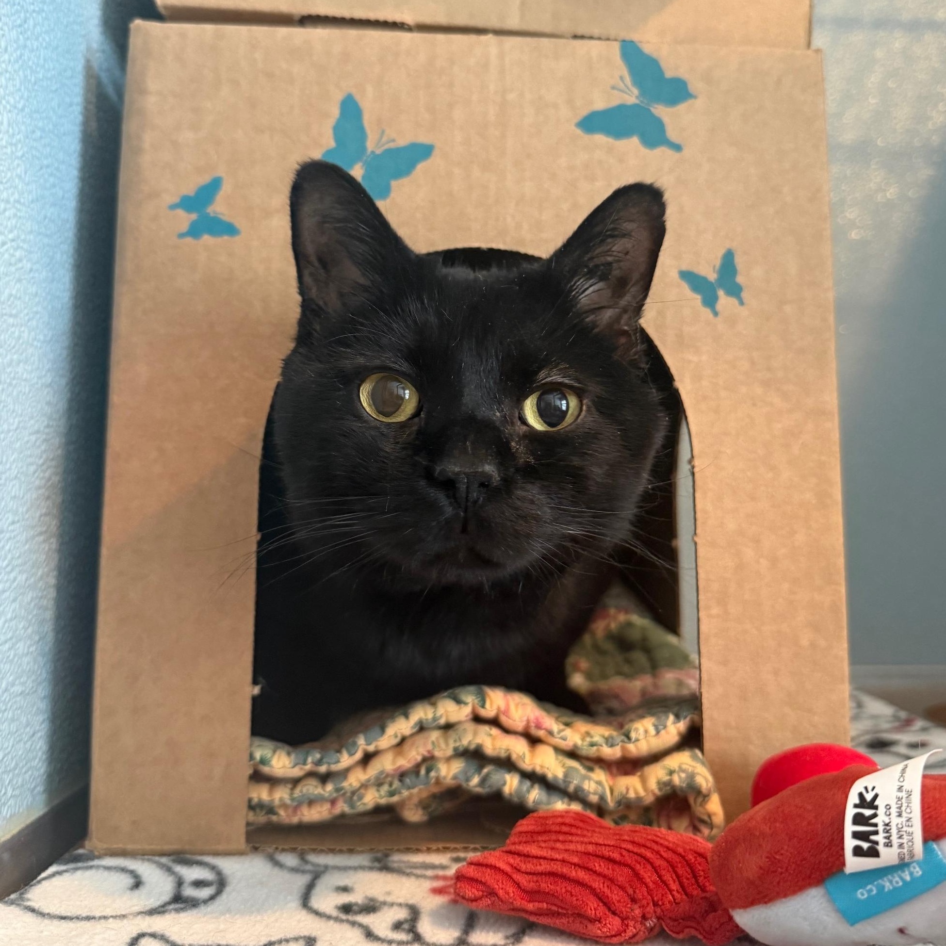 Enlarge Hammy, an adoptable Domestic Short Hair in Renfrew, PA image 1/5